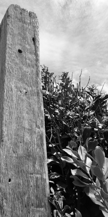 pole - stevestillstanding