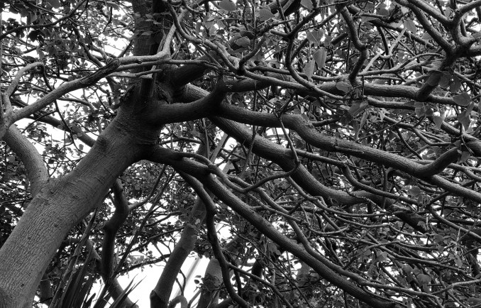 Tree - stevestillstanding