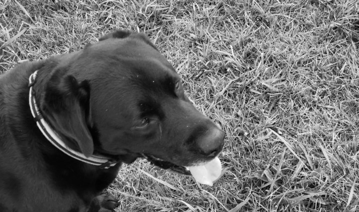 Not my dog - stevestillstanding.com