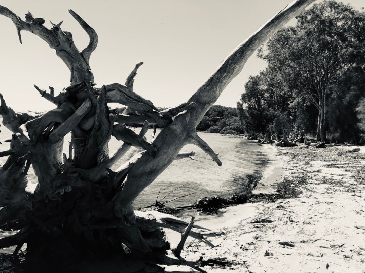 Knighted Tree - stevestillstanding.com