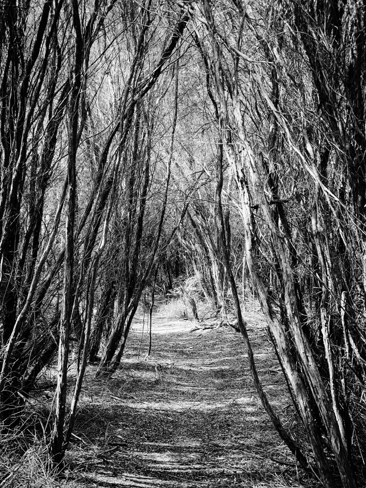 Steve Still Standing - upstart photographer